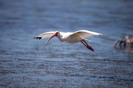 飞纹摄影照片_American White ibis Eudocimus albus 鸟蝇