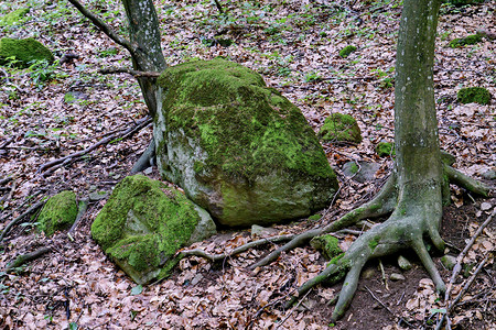 风景图画摄影照片_一幅童话般的图画，一棵树上有绿色的马，旁边是一块长满苔藓的石头