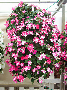 凤仙花摄影照片_粉红色的凤仙花，学名 Impatiens walleriana flowers als