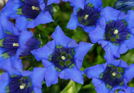 喇叭龙胆蓝春花在花园里