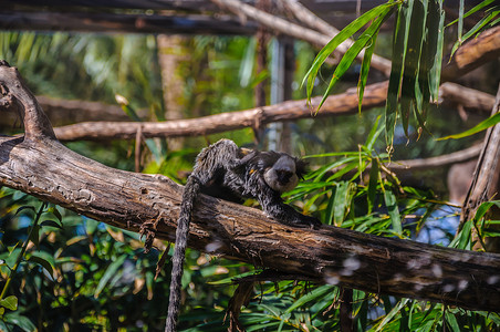 Titi，加那利群岛特内里费岛 Loro 公园的罗望子猴。