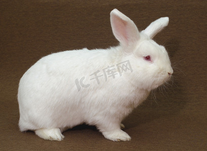 兔子粉色摄影照片_白兔子