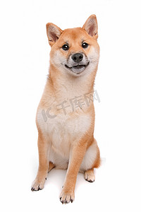 在白色背景前的 Shiba Inu 狗