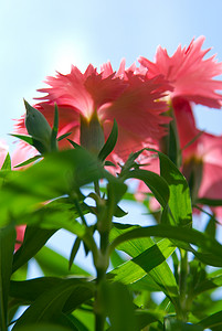 天空中的花朵