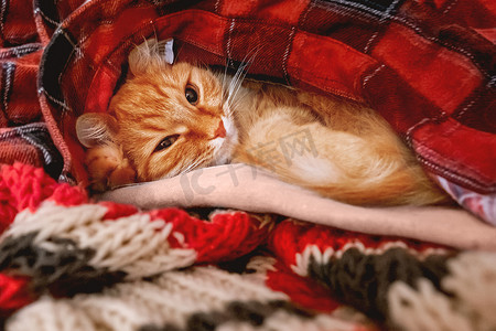 可爱的姜猫睡在一堆暖和的衣服上。