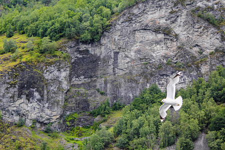 海鸥飞过挪威美丽的山峡湾景观。