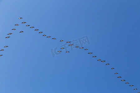 半岛背景摄影照片_在飞行中的大雁