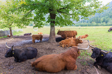 奶牛休息摄影照片_听说过红毛苏格兰高地奶牛在休息。