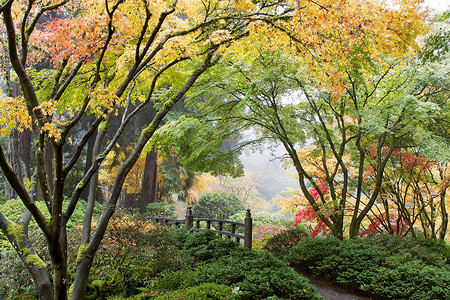 桥边的日本枫树树冠