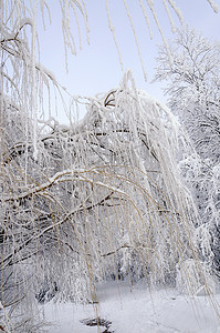 霜冻中的树木