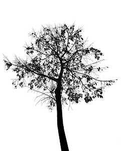 树剪贴画摄影照片_秋天的树