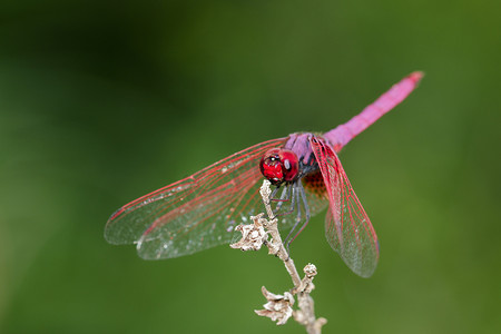 蜻蜓 (Trithemis 极光) 在自然背景上的图像。