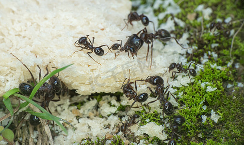 蚂蚁吃面包宏