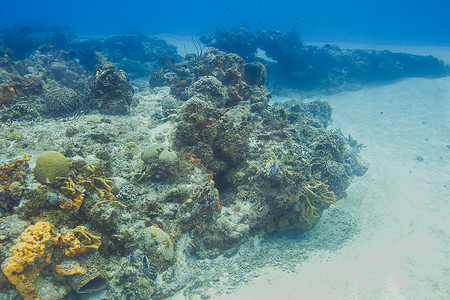 海底景观摄影照片_海底珊瑚臂