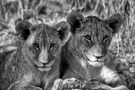 纳米比亚埃托沙国家公园的两兄弟幼狮
