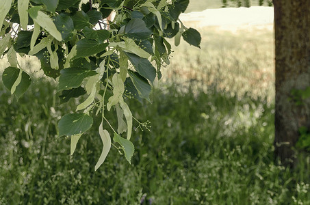 菩提树摄影照片_菩提树（椴树）、 草药芽花的分支