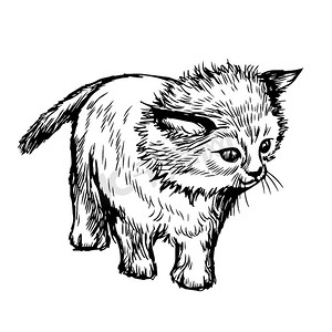 宠物线条摄影照片_小猫，小猫的手绘草图插图