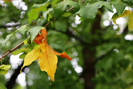 秋天树枝树枝摄影照片_秋天森林树枝上的绿色和黄色叶子