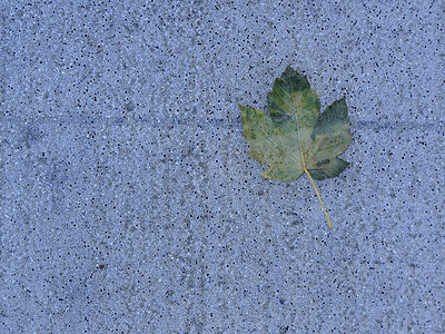 蓝色街道地板上的秋季彩色枫叶