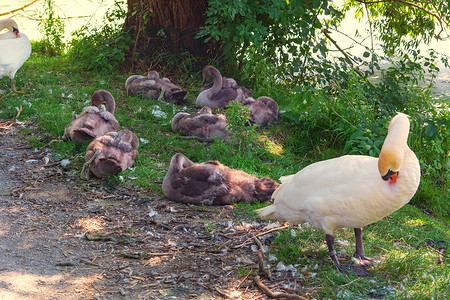 动物和宝宝摄影照片_两只成年天鹅和七只天鹅儿童