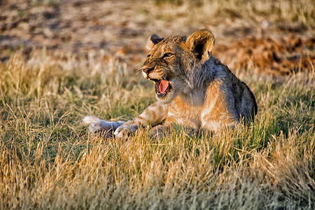 一只幼狮在纳米比亚埃托沙国家公园尖叫
