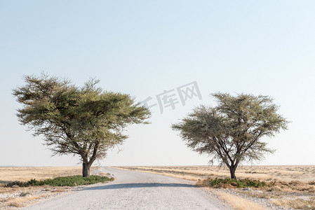 纳米比亚北部两棵金合欢树之间的碎石路