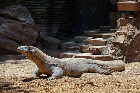 丰吉罗拉，安达卢西亚/西班牙-7 月 4 日： 科莫多巨蜥 (巨蜥)。