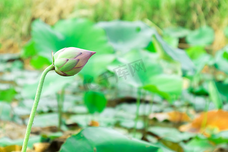 池塘上永粉色的莲花，柔和而模糊的焦点