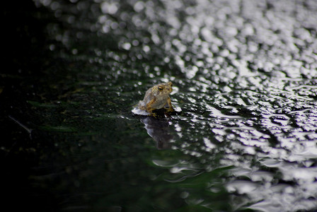 路上的一只湿蟾蜍