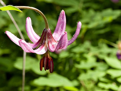 花林 百合 百合 martagon