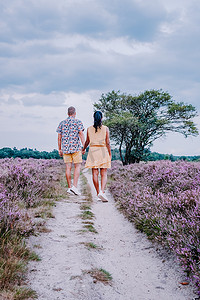 荷兰 Hilversum Veluwe Zuiderheide 附近盛开的石南花田，早晨盛开的粉紫色石南花田，日出时有薄雾