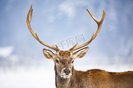 动物的角摄影照片_冬雪中的高贵鹿男