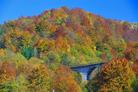 秋天森林场景中的桥