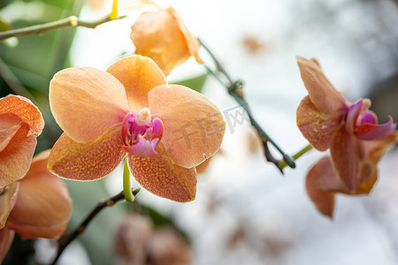 盛开的花摄影照片_森林中盛开的美丽兰花