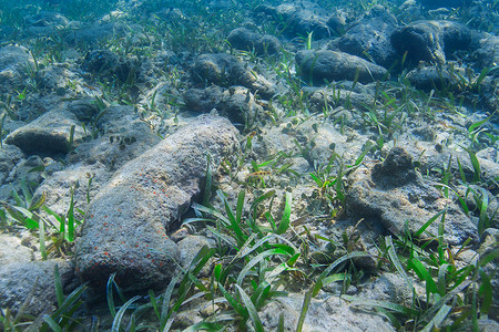 海底的绿色海藻摄影照片_海底草