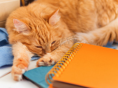 可爱的姜黄色猫睡在办公用品中。