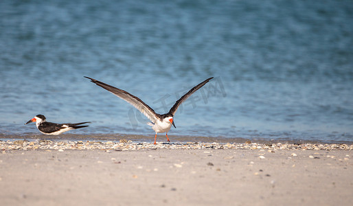 Clam 海滩上成群的黑色撇嘴燕鸥 Rynchops niger