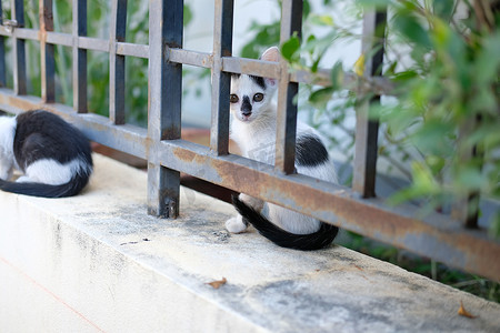 栅栏上可爱的小猫