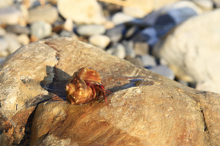 寄居蟹在石头上的小海蜗牛壳里