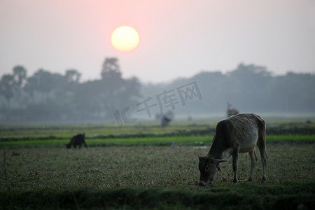 牛摄影照片_在印度西孟加拉邦的孙德尔本斯，有一头牛在日落时吃草