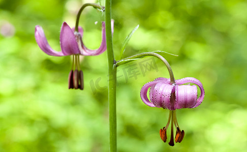 花林 百合 百合 martagon