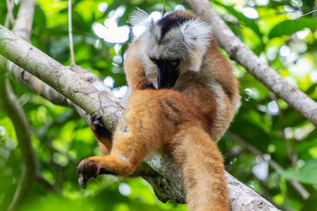 马达加斯加、诺西贝、洛科比自然保护区的狐猴