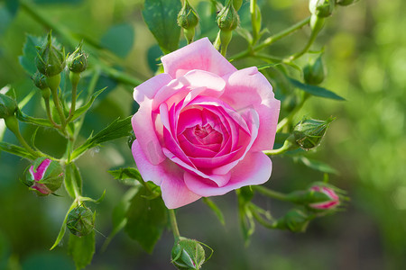 杂交玫瑰摄影照片_粉红玫瑰的分支与花和芽