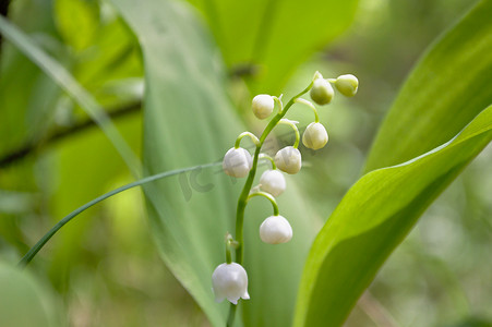 铃兰在春天开花。