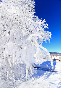 树坚硬摄影照片_树上结着坚硬的白霜。