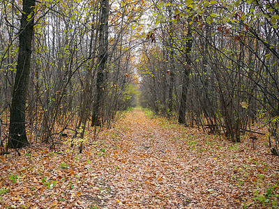 秋天森林里的荒野小路