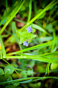 春天绿色小草小花摄影照片_勿忘我，花园里的小花