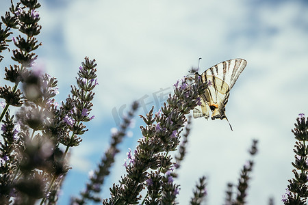 紫色薰衣草盛开的蝴蝶，法国，明信片