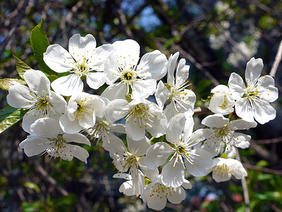 盛开的樱桃白花瓣美丽而辉煌