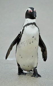 非洲企鹅 (spheniscus demersus)，也称为公驴企鹅的肖像。